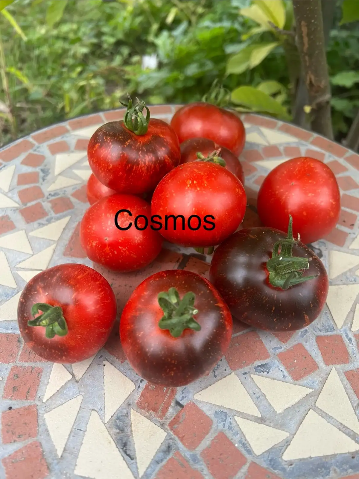 Tomaten: Cosmos