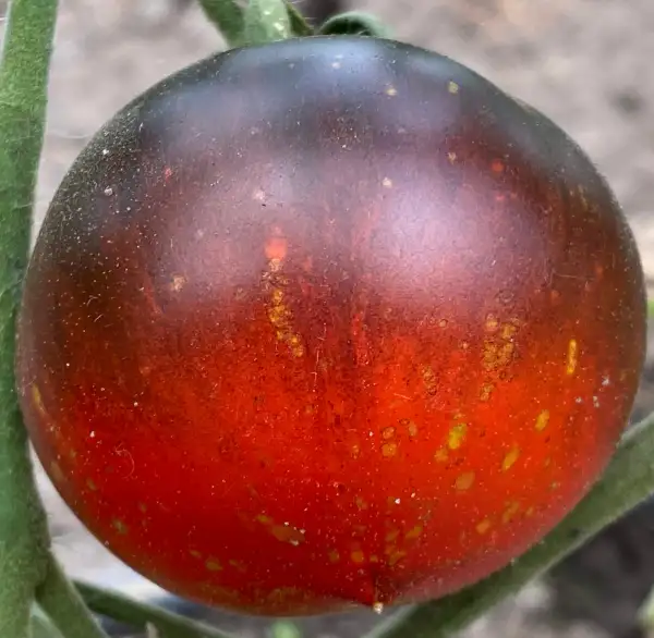 Tomaten: Cosmos