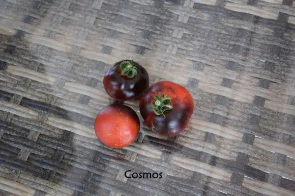 Tomaten: Cosmos