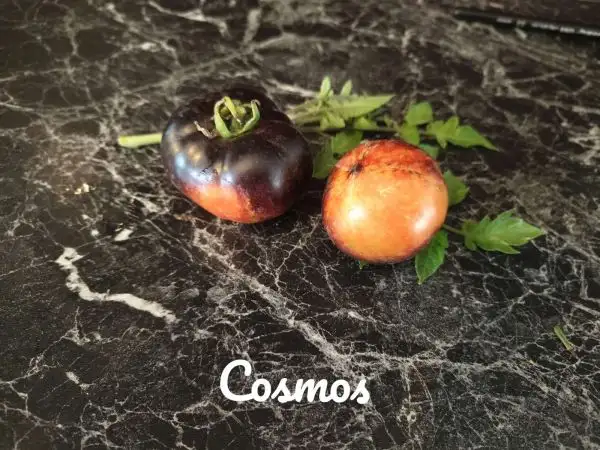 Tomaten: Cosmos