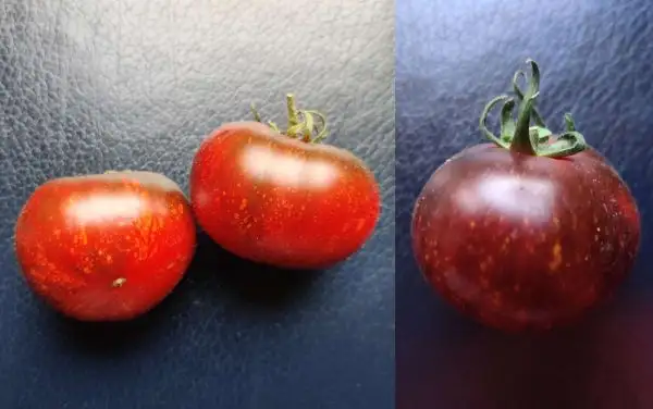 Tomaten: Cosmos