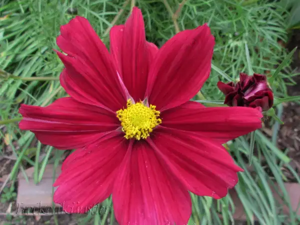 Blumen: Cosmos bipinnatus