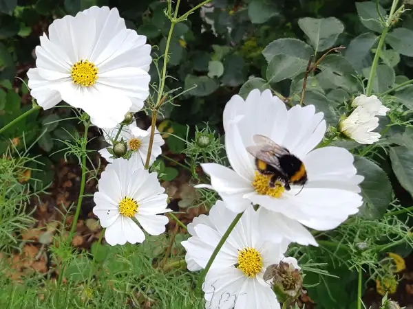 Blumen: Cosmos bipinnatus var. alba ‣ ‣ ‣ ‣ Weißes Schmuckkörbchen  ‣ Cosmea