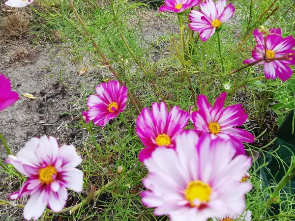 Blumen: Cosmos bipinnatus 