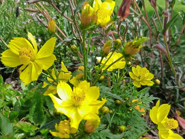 Blumen: Cosmos sulphureus