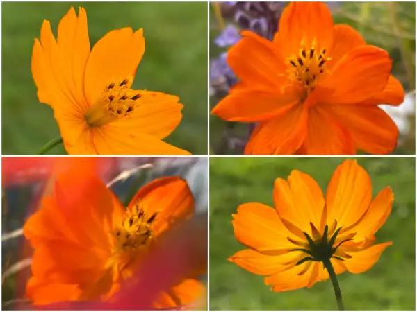 Blumen: Cosmos sulphureus 