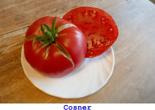 Tomaten: Cosner