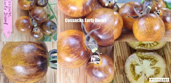 Tomaten: Cossacks Early Dwarf - Buschtomate/60cm