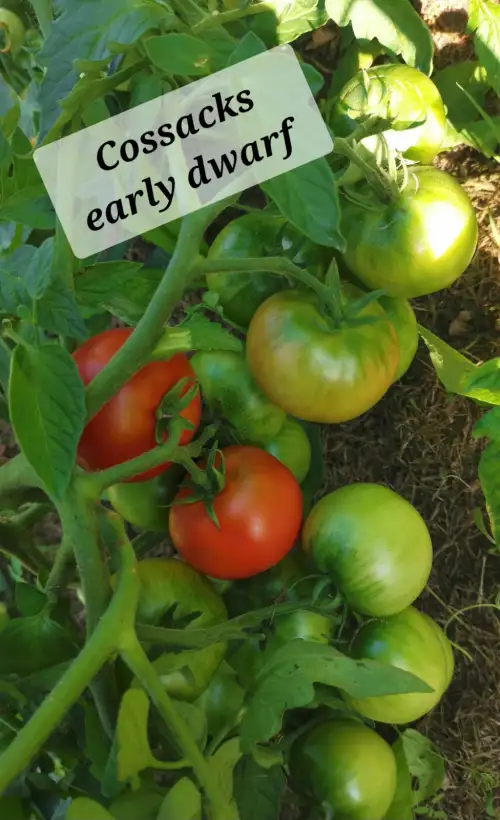 Tomaten: Cossacks early dwarf