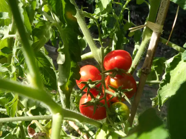 Tomaten: Costa Rica ( Kat# 2609 )