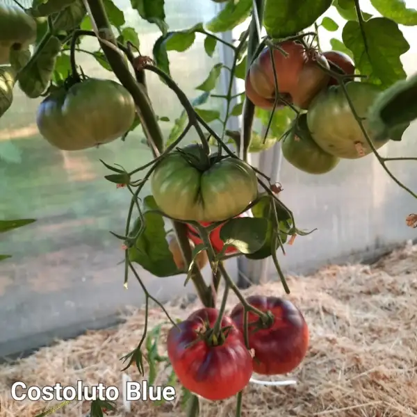 Tomaten: Costoluto Blue