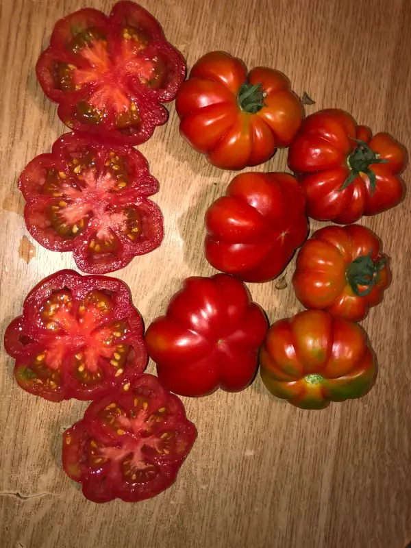 Tomaten: Costoluto Catanese