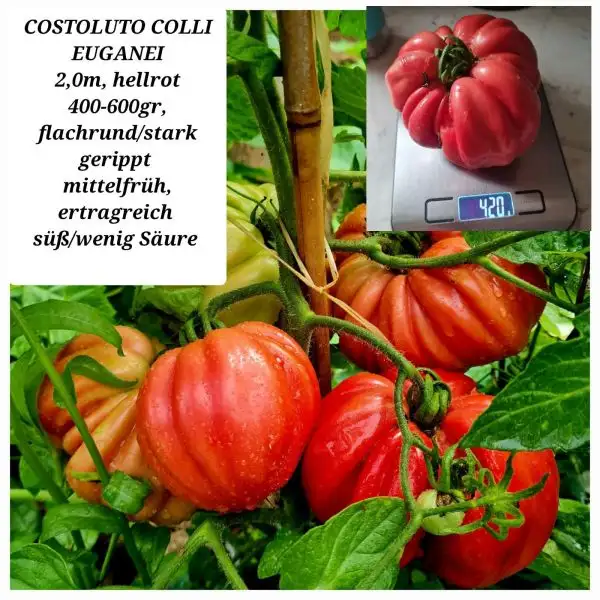 Tomaten: Costoluto Colli Euganei