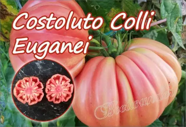 Tomaten: Costoluto Colli Euganei