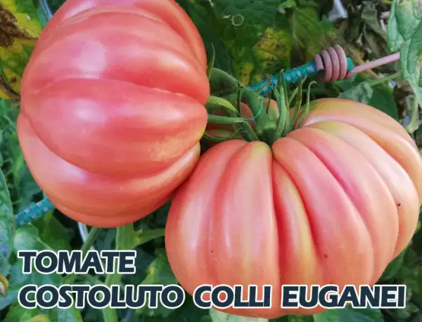 Tomaten: Costoluto Colli Euganei