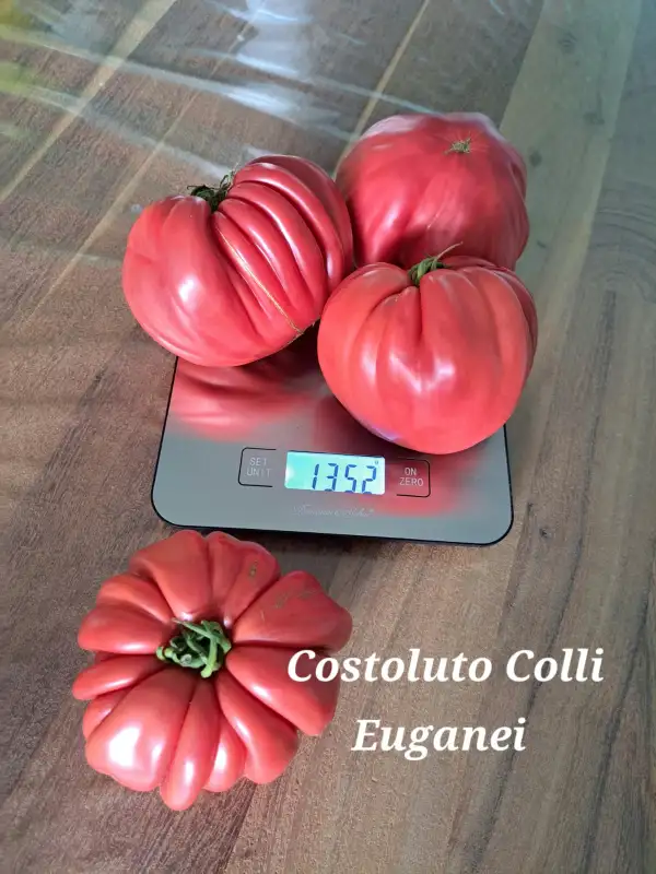 Tomaten: Costoluto Colli Euganei