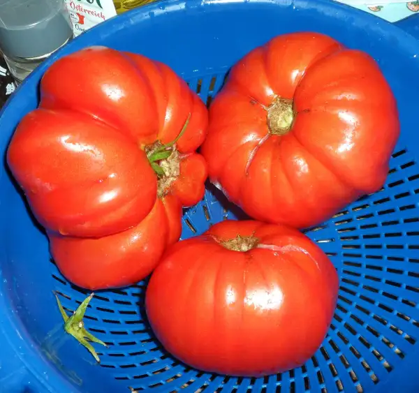 Tomaten: Costoluto di Castellamonte ( Kat# 2409 )