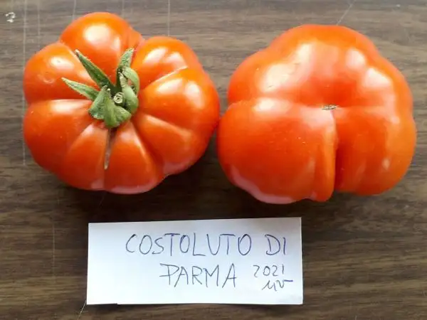 Tomaten: Costoluto di Parma