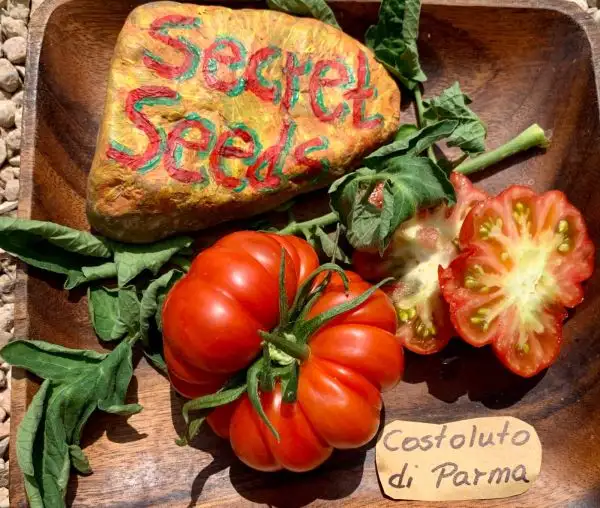 Tomaten: Costoluto di Parma