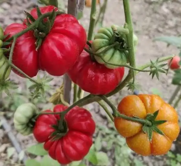 Tomaten: Costoluto di Parma