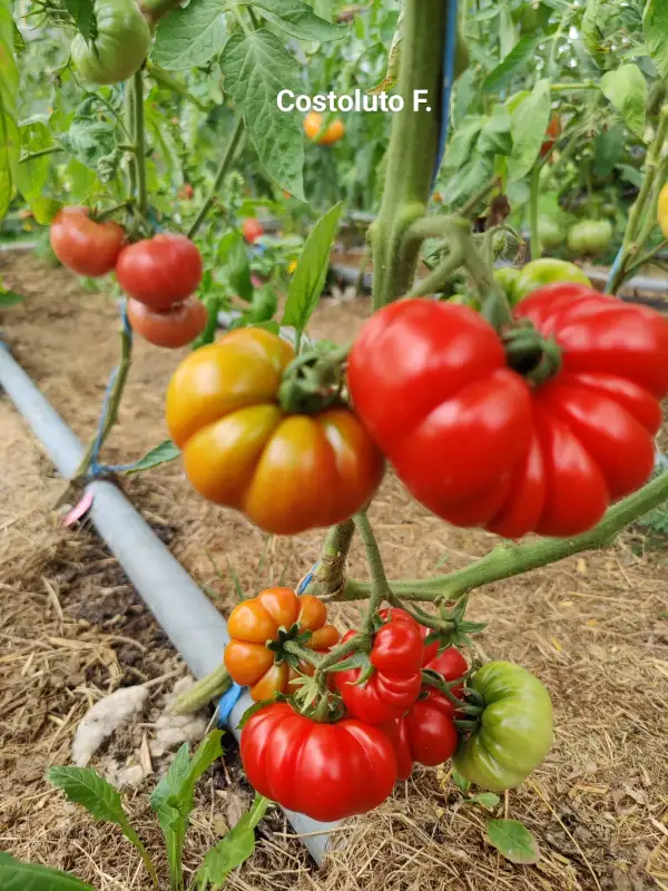 Tomaten: Costoluto Fiorentino