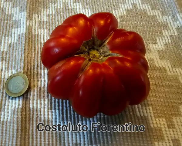 Tomaten: Costoluto Fiorentino