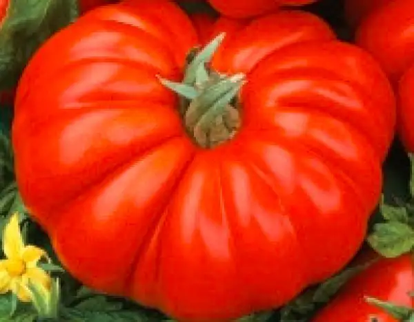 Tomaten: Costoluto Fiorentino