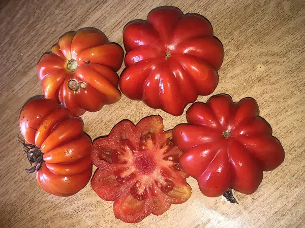 Tomaten: Costoluto Fiorentino