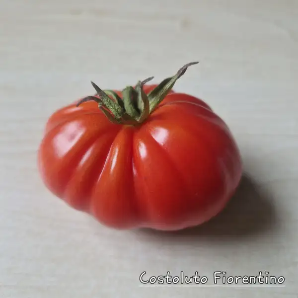 Tomaten: Costoluto Fiorentino
