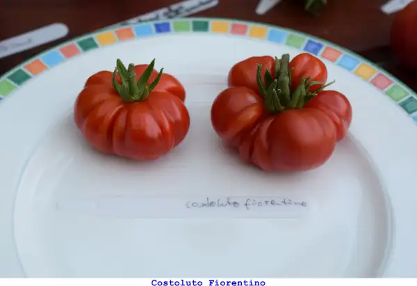 Tomaten: Costoluto Fiorentino