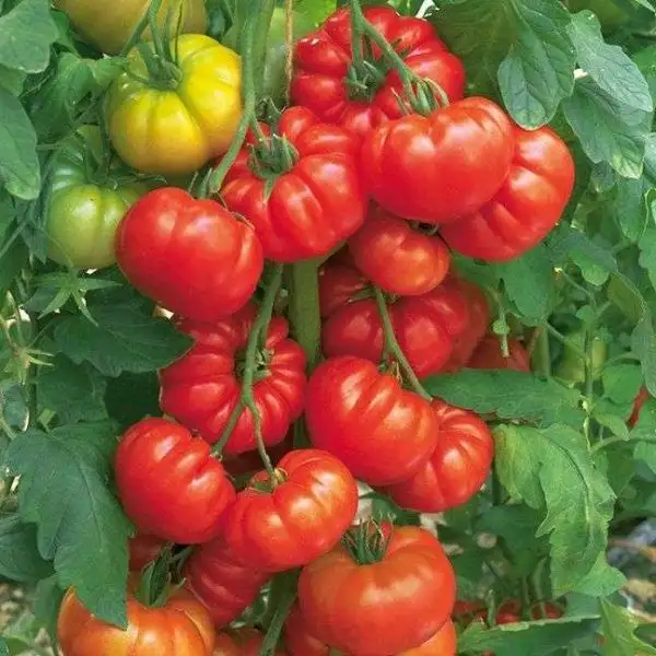 Tomaten: Costoluto Fiorentino