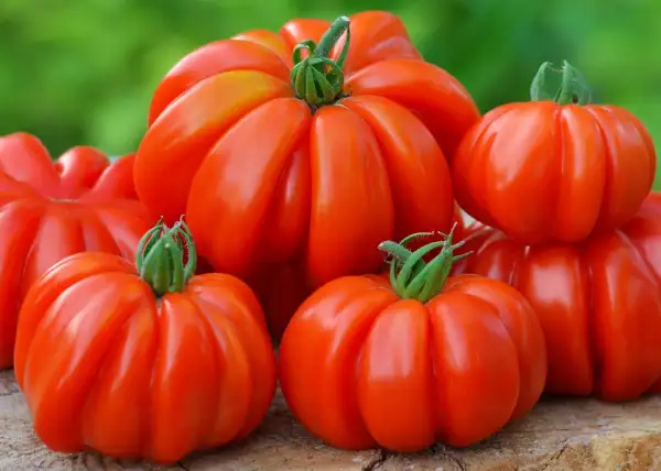 Tomaten: Costoluto Fiorentino