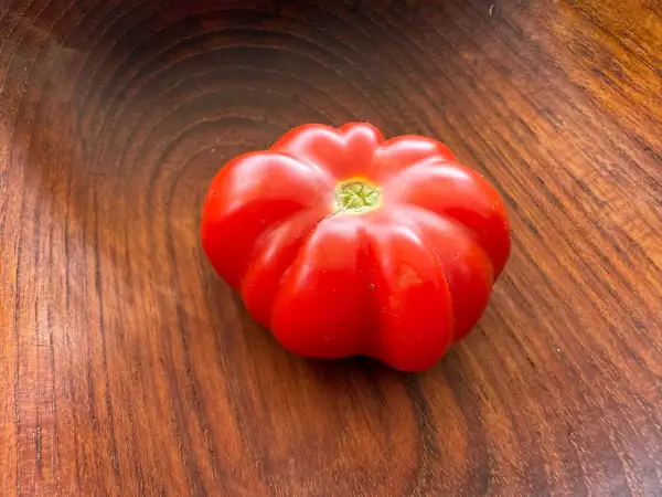 Tomaten: Costoluto Fiorentino