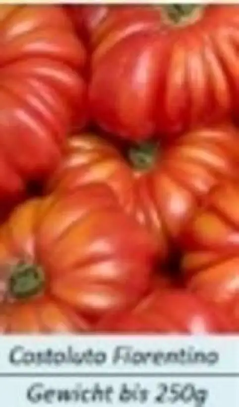 Tomaten: Costoluto Fiorentino