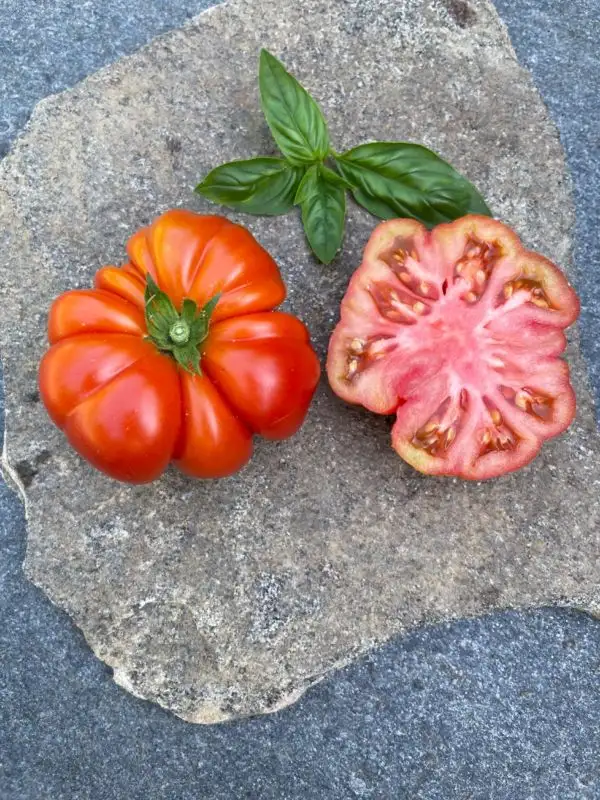 Tomaten: Costoluto Fiorentino