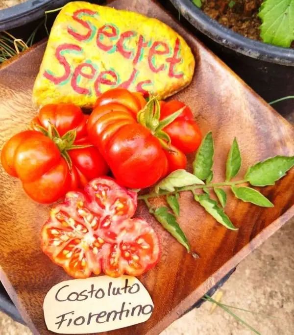 Tomaten: Costoluto Fiorentino