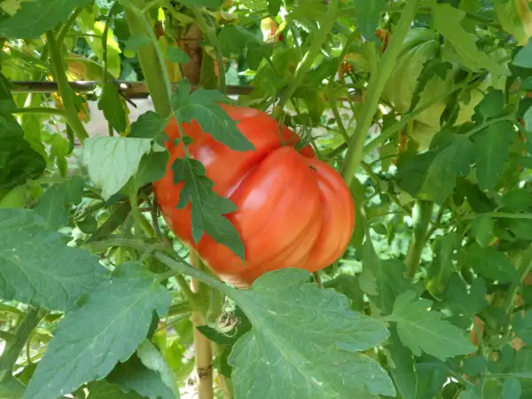 Tomaten: Costoluto Fiorentino ( Kat# 2445 )