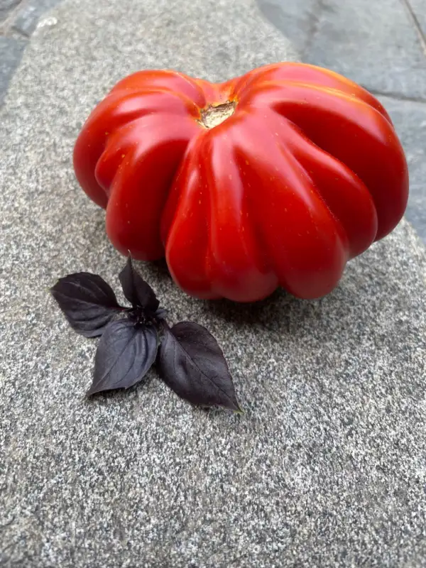 Tomaten: Costoluto Fiorentino sel. Canestrino di Lucca