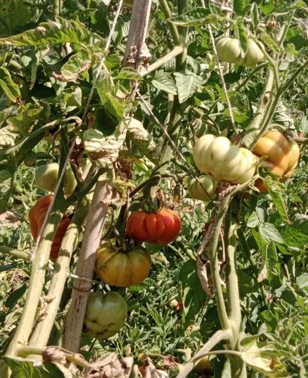 Tomaten: Costoluto Genovese