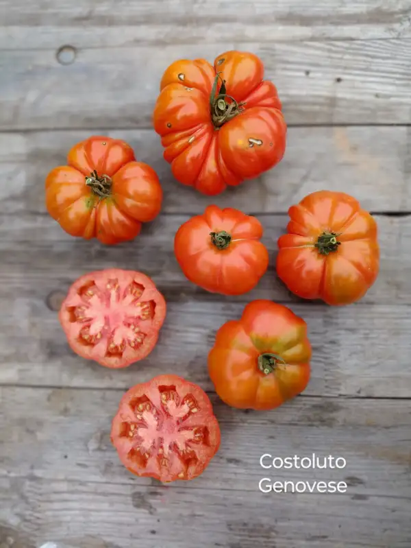 Tomaten: Costoluto Genovese