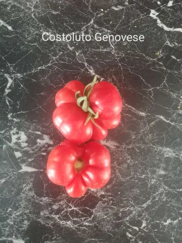 Tomaten: Costoluto Genovese