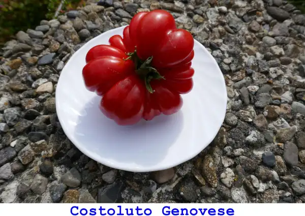 Tomaten: Costoluto Genovese