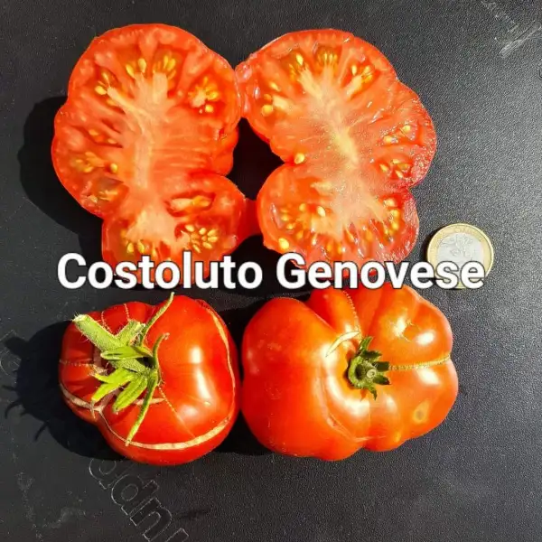 Tomaten: Costoluto Genovese
