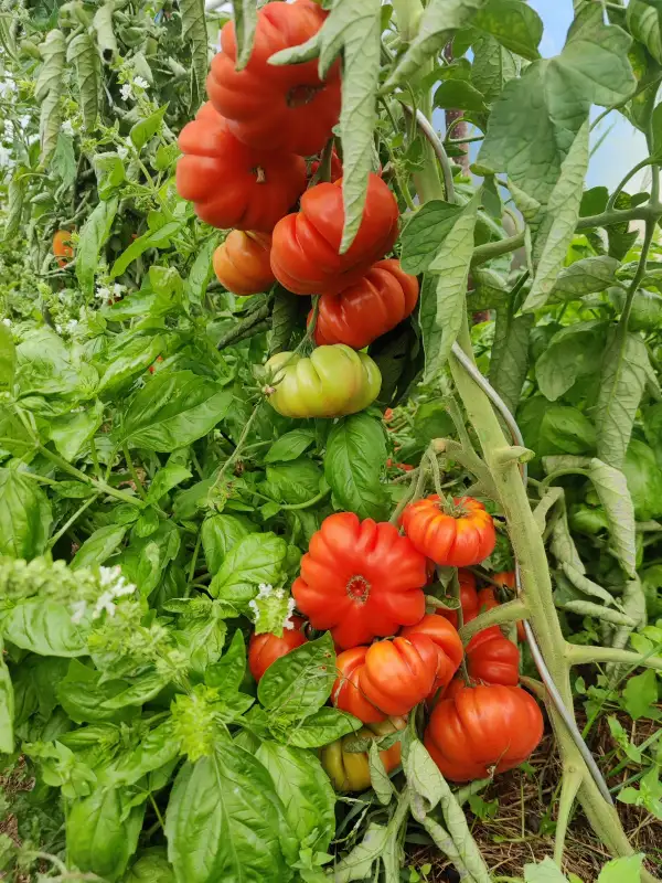 Tomaten: Costoluto Genovese