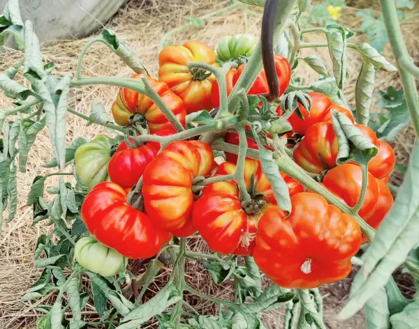 Tomaten: Costoluto Genovese