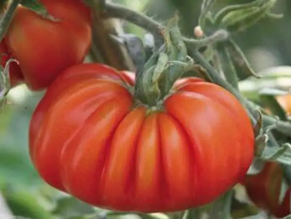 Tomaten: Costoluto Genovese