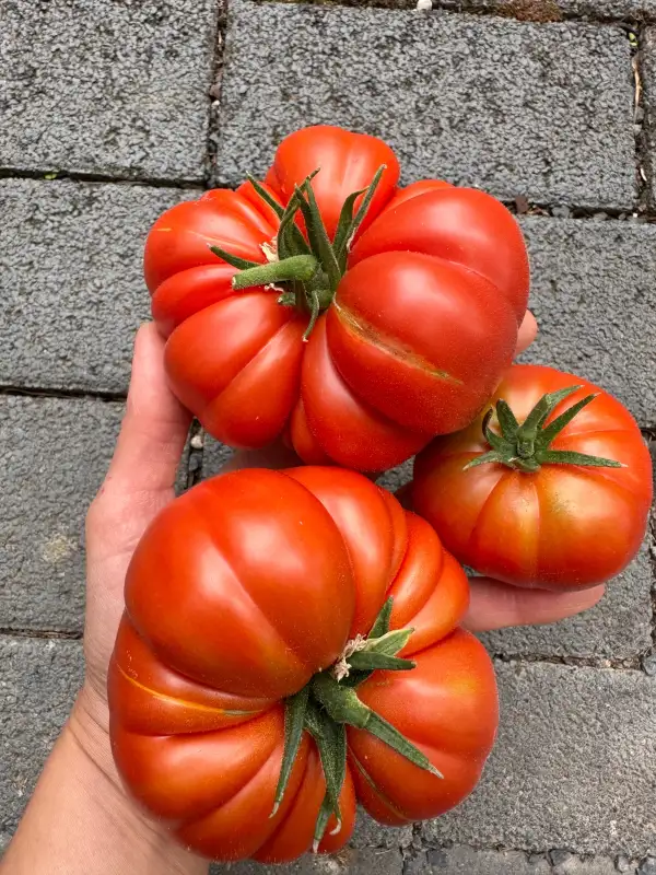 Tomaten: Costoluto Genovese