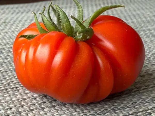 Tomaten: Costoluto Genovese