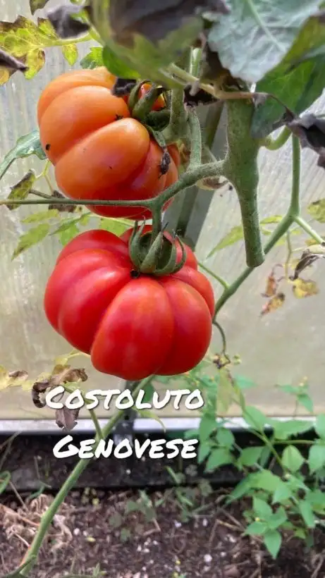 Tomaten: Costoluto Genovese