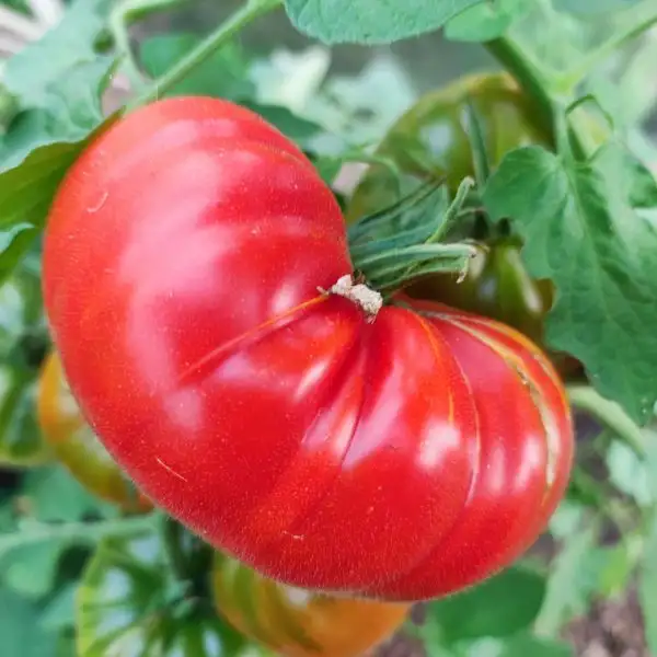 Tomaten: Costoluto Genovese